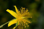 Bushy St. Johnswort